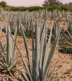 A Slow Travel Guide: Oaxaca